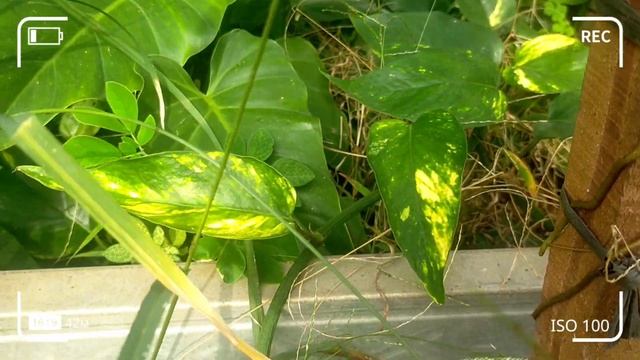 Variegata Epipremnum Pinnatum Var Yellow || Kujang || F1 || Petani 46