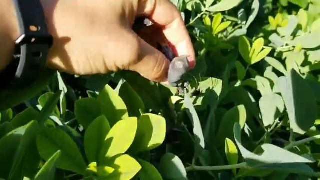 How to Indigo Plant Care | False Blue Indigo Plant and Seeds | Indigo Dye Plant | Blue Dye Indigo смотреть онлайн