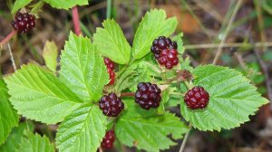 Княженика весной, обзор 2025