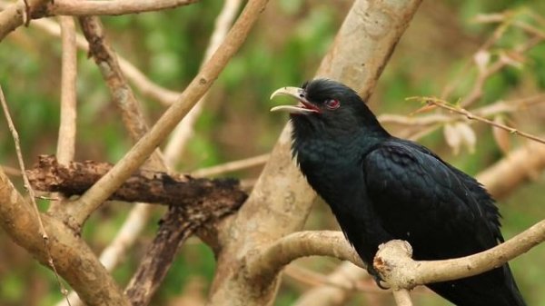 Asian Koel-Noisiest-Most Annoying Bird-Thailand