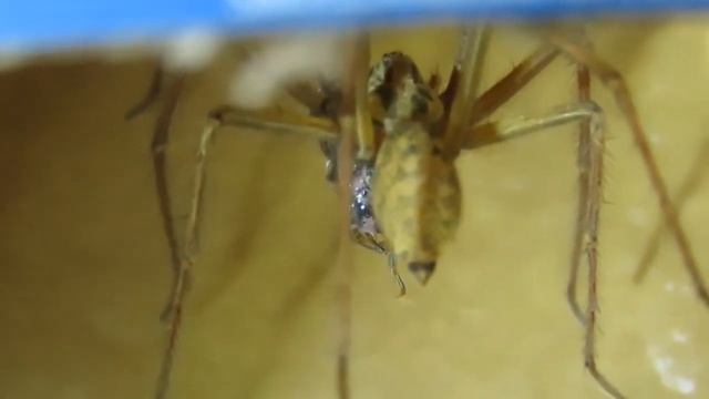 After a while Spider dinner смотреть онлайн