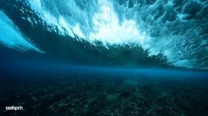 Anton Ishutin - Animal.mp4