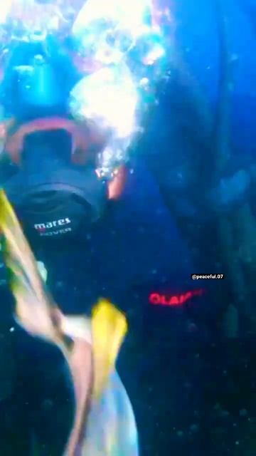 Now Seriously what is this place! This is Heaven,Scuba Diving at Goa #shorts #peaceful07 #yearofyou смотреть онлайн