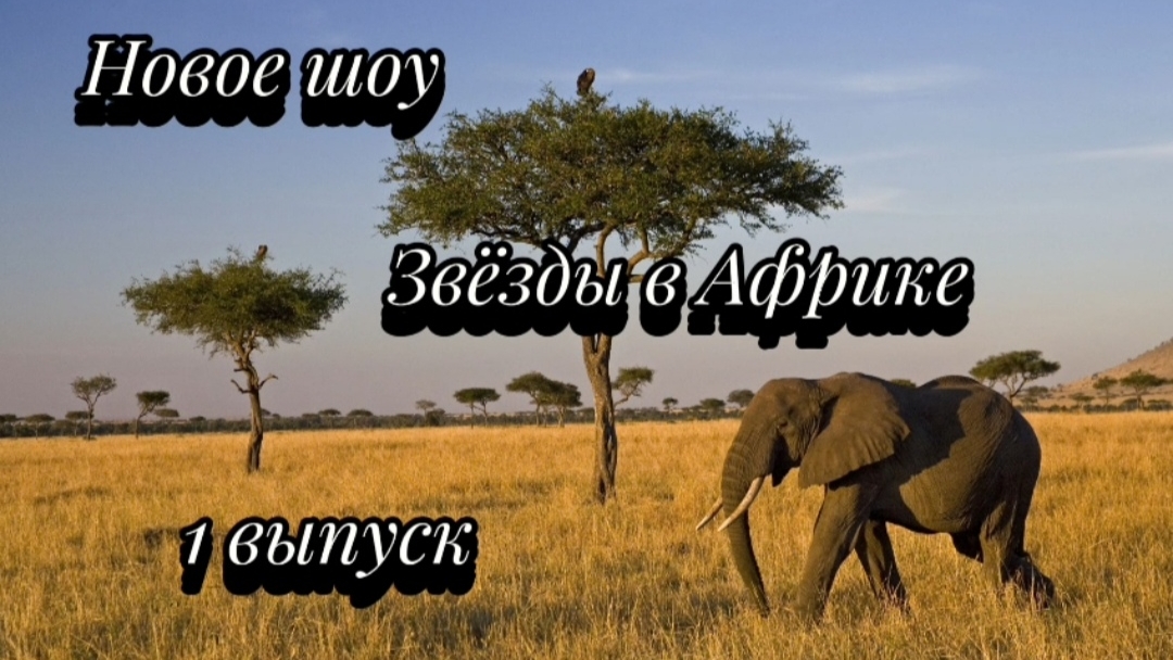 Новое шоу.Звёзды в Африке 1 выпуск 🎬.