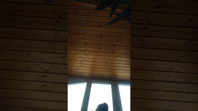 Как посадить лимон смотреть онлайн