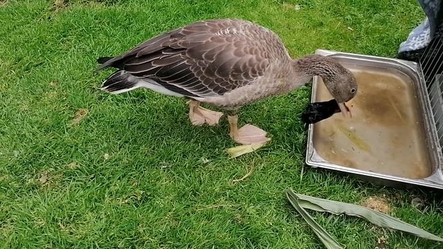 #Shorts Гусь полоскун 😂🦆 #смешно смотреть онлайн