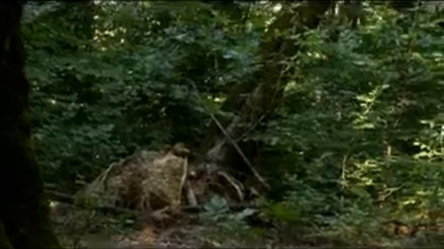 documented films Lagodekhi protected areal/ ლაგოდეხის ნაკრძალი смотреть онлайн