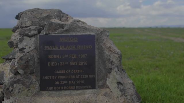 Najin and Fatu - The last two northern white rhinos смотреть онлайн