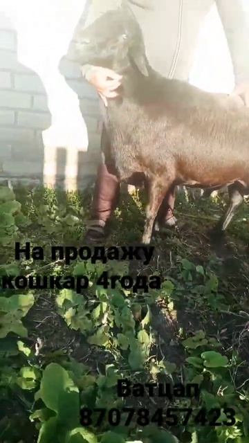 Гиссарскии Кошкар смотреть онлайн