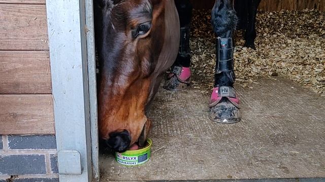 HORSE EATING ASMR - licking and slurping noises 👅🐎 смотреть онлайн