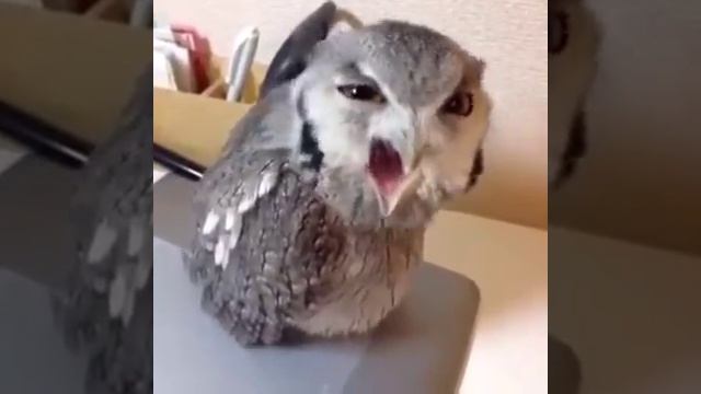 Крик совы смотреть онлайн