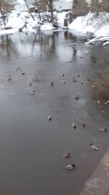 Утки в городе//Голуби на шухере смотреть онлайн