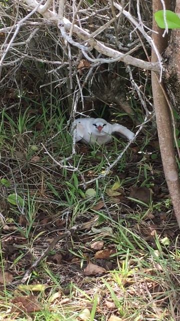 Red Tailed Tropic Bird Nesting Area. Diego Garcia. смотреть онлайн