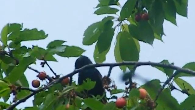 Скворцы и черешня смотреть онлайн