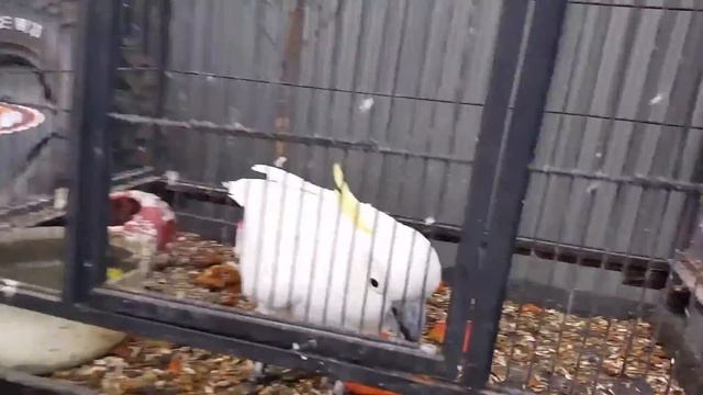 Говорящий Какаду Charlie the White Cockatoo смотреть онлайн