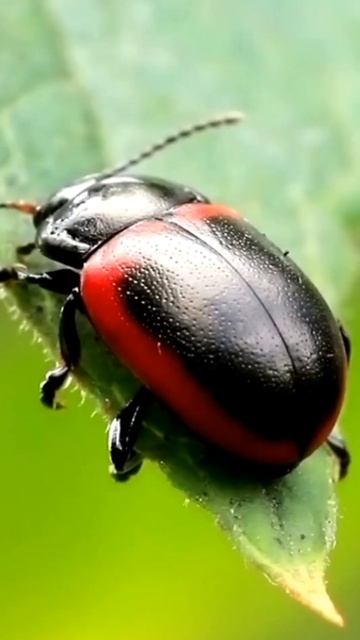 Hemiptera #insects #education смотреть онлайн