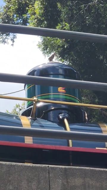 Horbill or Toucan? Exposed on E.P. Ripley's center dome! Disneyland railroad railfanning (5/6/2023) смотреть онлайн