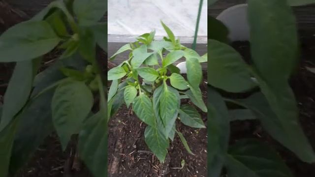 Выращивание баклажанов на высокой грядке смотреть онлайн