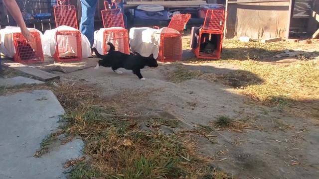 Intro to Kitty Bungalow! смотреть онлайн