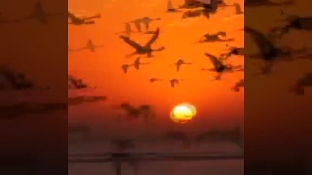 Migratory bird смотреть онлайн
