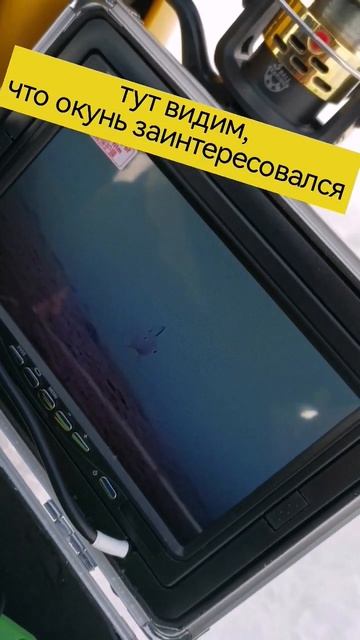 обидно когда видишь рыбу, но она не клюёт 😔#рыбалка #зимняяловлярыбы #окунь смотреть онлайн