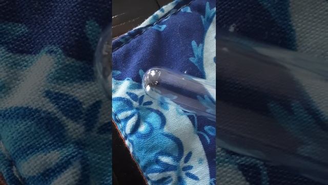 Camponotus Pennsylvanicus worker coming out of hibernation early! смотреть онлайн