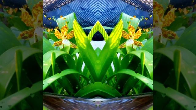 Let's SEE, Oncidium Species in BLOOM смотреть онлайн