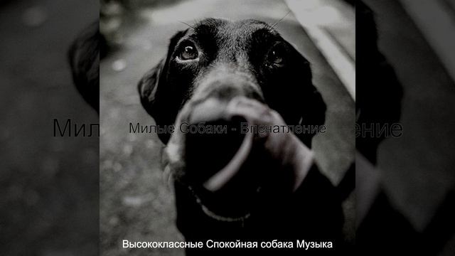 Атмосфера (Спокойные собаки) смотреть онлайн