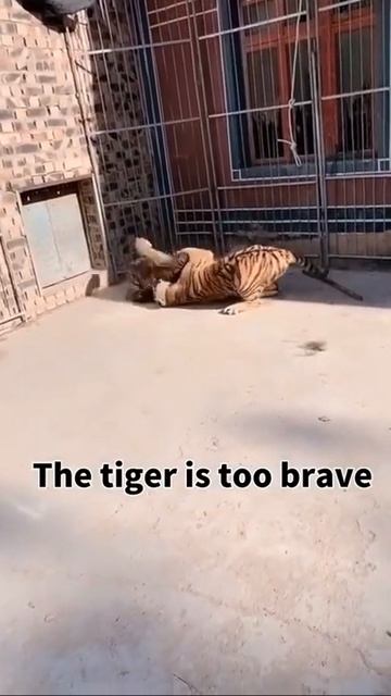 [Wild Animals 2021] The tiger is too brave смотреть онлайн