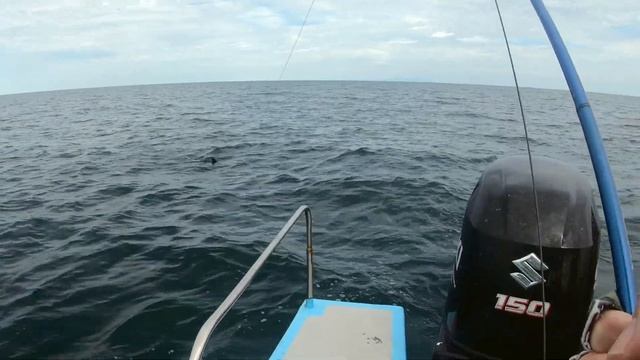 SAILFISH ON FLY (Day 1 in Kuala Rompin with Paul Pritchard) смотреть онлайн