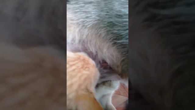 Собака.усыновила.котят 2016 г. смотреть онлайн