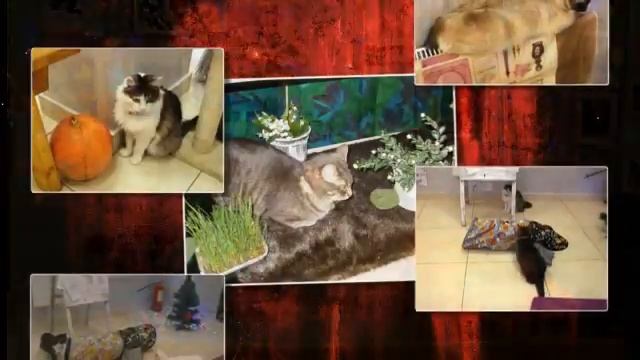 Музей КОТА в Минске смотреть онлайн