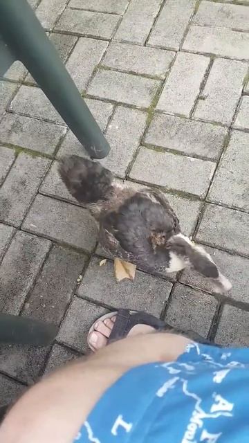 Утка кушает с рук в Абхазии смотреть онлайн