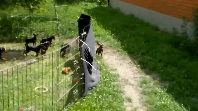 PAPAY 1 смотреть онлайн