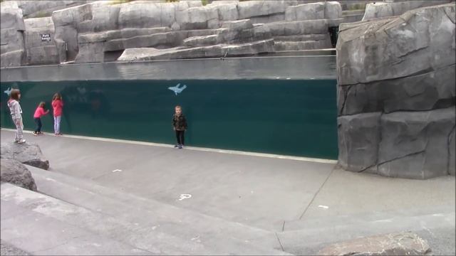 зоопарк Париж, август 2017 (крысиные бега)) часть вторая смотреть онлайн