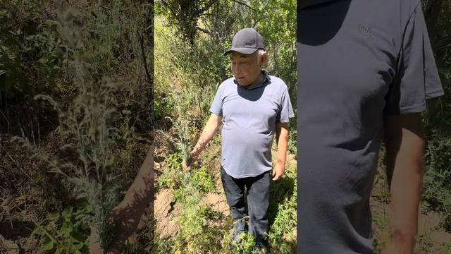 Асқазан ауруын табиғи емдеу жолы. Ермен емдік шөбінің пайдасы смотреть онлайн