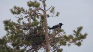 почти готовое воронье гнездо