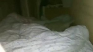 Кот скакун