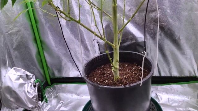 Basement Beauties 2 Side by Each! Ep.2 #MarsHydro #Viparspectra 👽 #NorthGenetics #Vivosun #420 🔨 смотреть онлайн