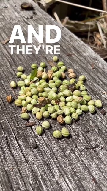 Do you collect seeds?? I do😊😊. #seeds #seedcollection #freestuff #nasturtium #shorts смотреть онлайн