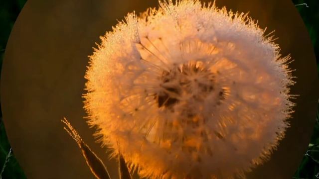 Красота родной Молдовы. Одуванчиковый рай. смотреть онлайн