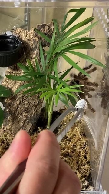 Avicularia merianae feeding video смотреть онлайн