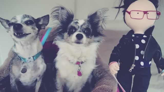 Нас копируют? Разбираем тренды с Догмамой Аней 🐕🔍 смотреть онлайн