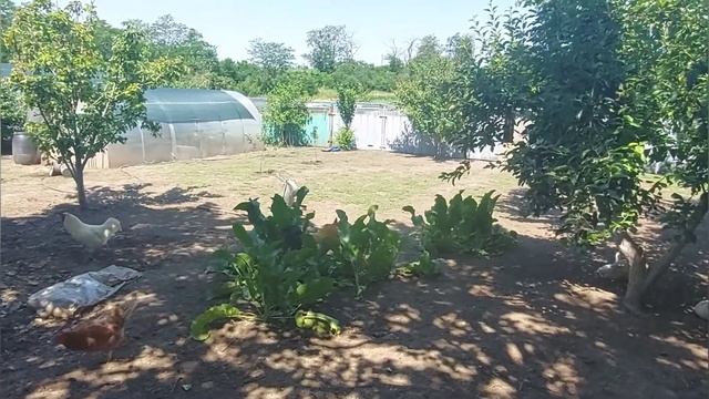 У нас в деревне только так и не как иначе