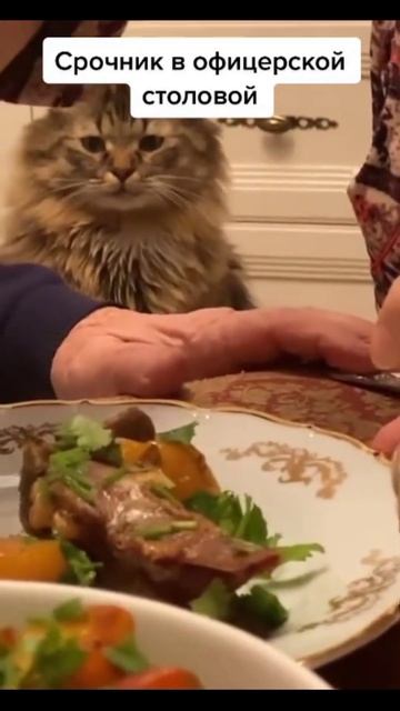 Удивительные животные !!!! смотреть онлайн