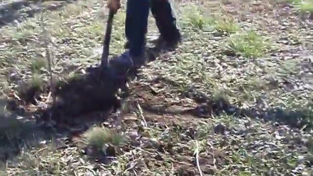 Посадка деревьев в Костанае смотреть онлайн