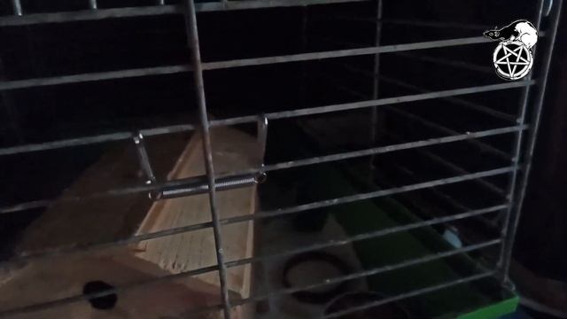 Крысаки, март 2023 смотреть онлайн