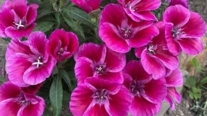 Без рассады! Всегда сею эти цветы сразу в грунт и любуюсь цветением все лето