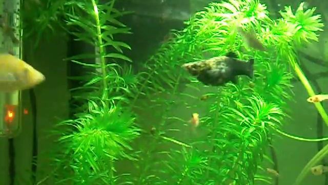 Molinésias смотреть онлайн