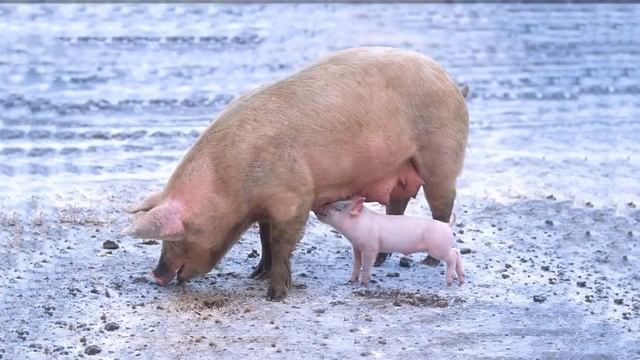 Tiergeräusche Für Kinder